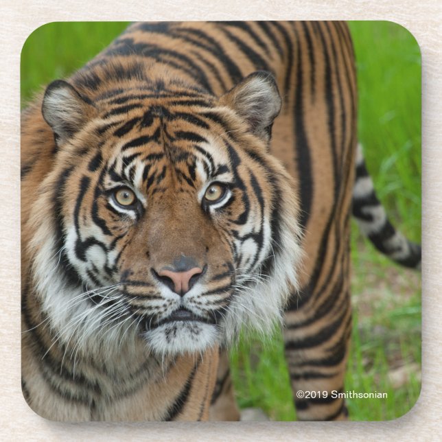 Posavasos plantilla (Frente)