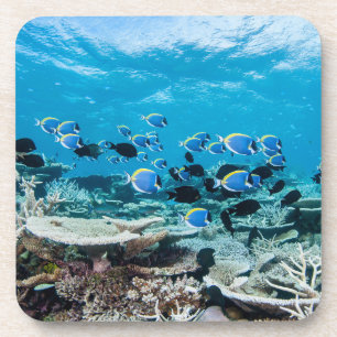 Posavasos Playas tropicales   Sturgeon Entre Coral