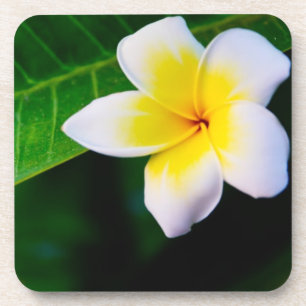 Posavasos plumeria