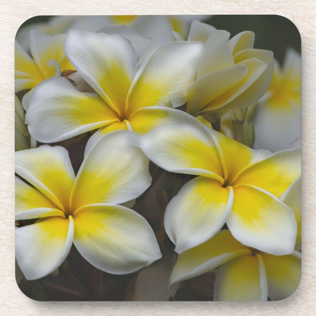 Posavasos Plumeria amarilla blanca (Frente)