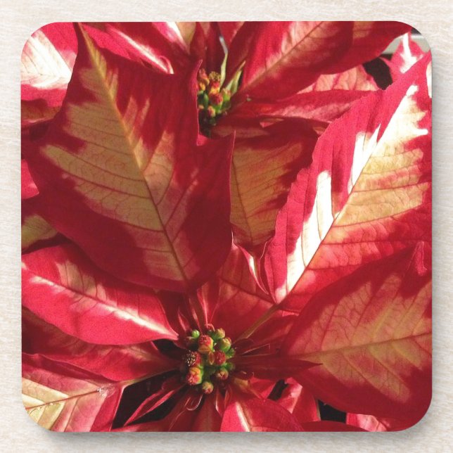Posavasos Poinsettia rosa (Frente)