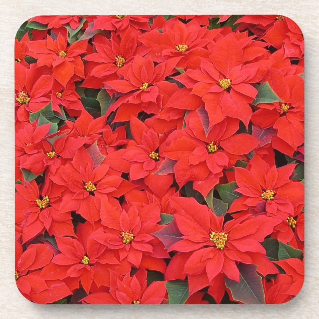 Posavasos Poinsettias rojas Navidad la foto floral navideña (Frente)