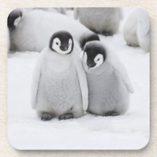 Posavasos Pollitos de pingüino del emperador sobre hielo en 