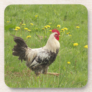 Posavasos pollo, gallo, animal, ave, granja, agricultura,