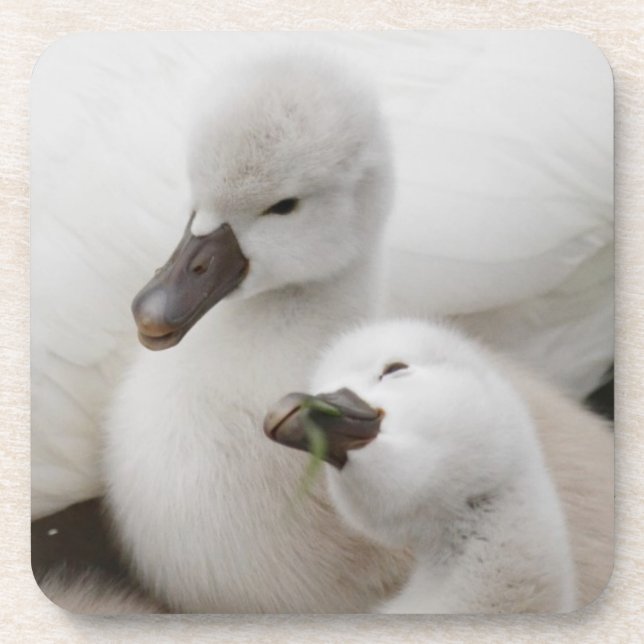 Posavasos Pollos del cisne del cisne mudo (Frente)