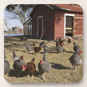 Posavasos Pollos trabajando terrenos cerca de la casa de las