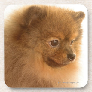 Posavasos Pomeranian
