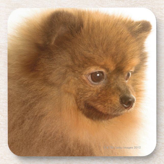 Posavasos Pomeranian (Frente)