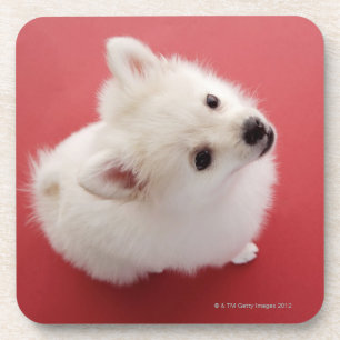 Posavasos Pomeranian en la alfombra roja