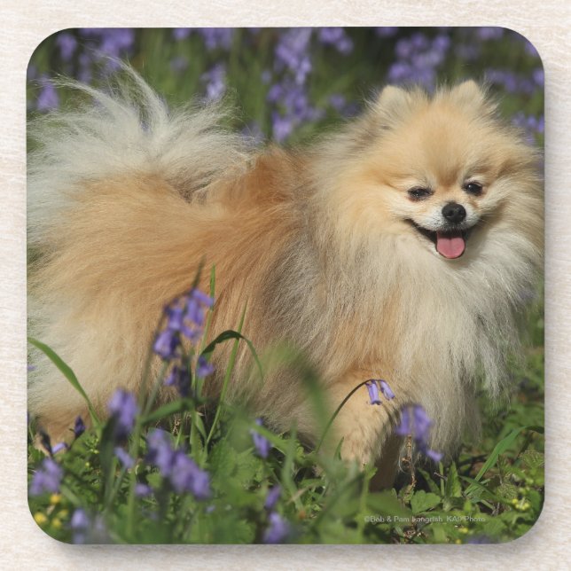 Posavasos Pomeranian que mira la cámara en los Bluebells (Frente)