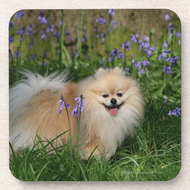 Posavasos Pomeranian que se coloca de mirada de la cámara (Frente)