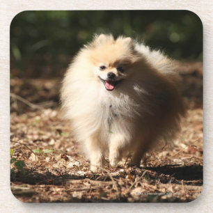 Posavasos Pomeranian que trota en las hojas caidas