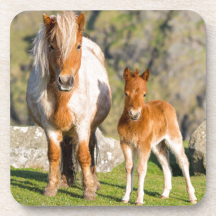 Posavasos Poni de Shetland en pastizal cerca de acantilados