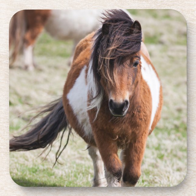 Posavasos Poni de Shetland, Islas Shetland (Frente)