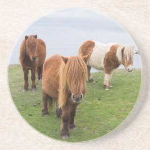 Posavasos Poni Shetland en Pastizal Cerca de Acantilados Alt