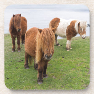 Posavasos Poni Shetland en pastizal cerca de acantilados alt
