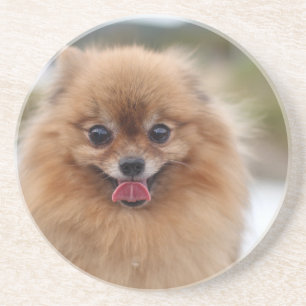 Posavasos Portrait Perro Pomeraniano