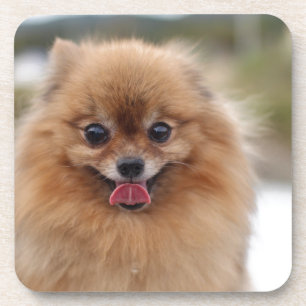 Posavasos Portrait Perro Pomeraniano