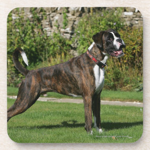Posavasos Postura Brindle de la exposición canina del