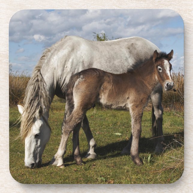 Posavasos Potro de caballo de Camargue con madre (Frente)