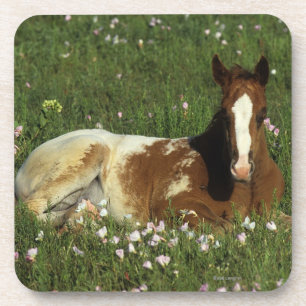 Posavasos Potro del Appaloosa que coloca en flores