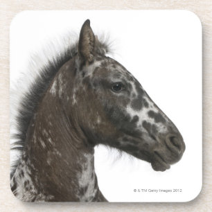 Posavasos potro del híbrido entre un Appaloosa y una a