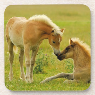 Posavasos Potros del caballo