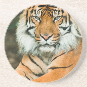 Posavasos Práctico de costa anaranjado del tigre