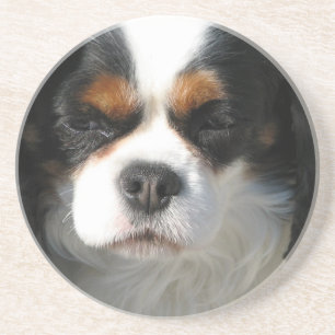 Posavasos Práctico de costa arrogante del perro del perro d