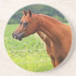 Posavasos Práctico de costa de los potros de la imagen doble