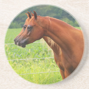 Posavasos Práctico de costa de los potros de la imagen doble