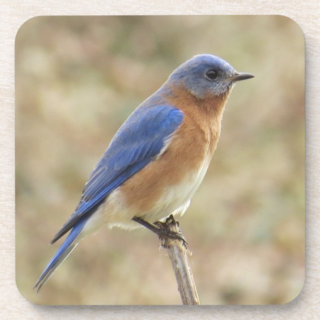 Posavasos Práctico de costa del Bluebird (Frente)