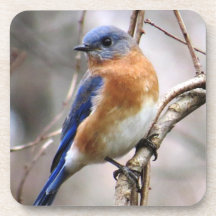 Práctico de costa del Bluebird