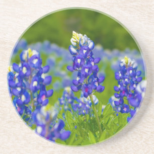 Posavasos Práctico de costa del Bluebonnet de Tejas