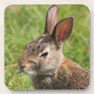 Posavasos Práctico de costa del conejo de conejito