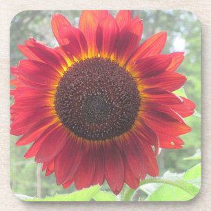 Posavasos ¡Práctico de costa del girasol de Wowee!