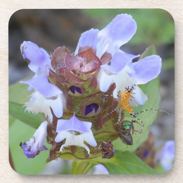 Posavasos Práctico de costa del insecto (Frente)