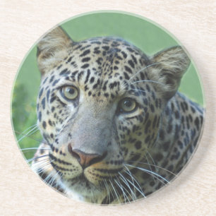 Posavasos Práctico de costa del leopardo