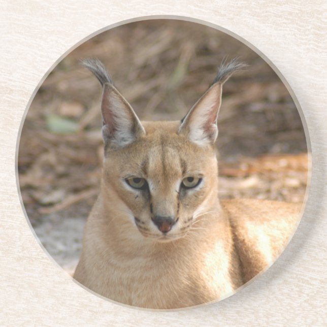 Posavasos Práctico de costa del lince de Caracal (Frente)