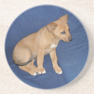 Posavasos Práctico de costa del perrito