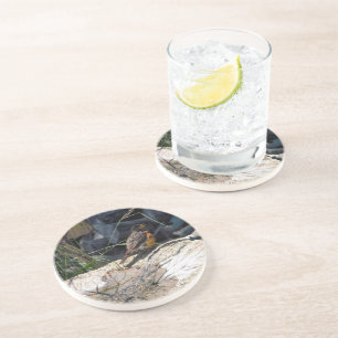 Posavasos Práctico de costa del petirrojo