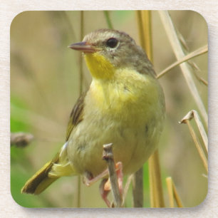Posavasos Práctico de costa del Yellowthroat común