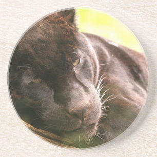 Posavasos Práctico de costa durmiente de la pantera negra