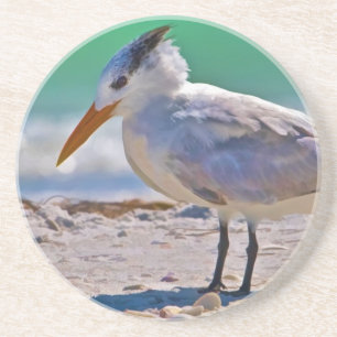 Posavasos Práctico de costa real del pájaro de la golondrina