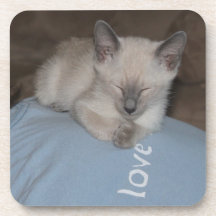 Práctico de costa siamés del gatito