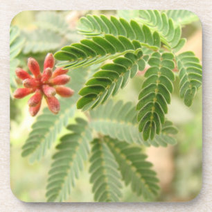 Posavasos Práctico de costa tropical del corcho de las hoja