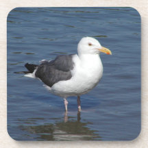 Práctico de costa valiente de la gaviota que vadea