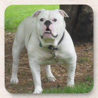 Posavasos Prácticos de costa de Bullodg