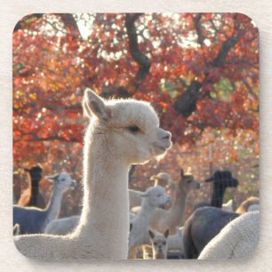 Posavasos Prácticos de costa de la alpaca