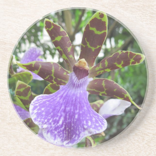 Posavasos Prácticos de costa de la orquídea de Zygopetalum (Frente)